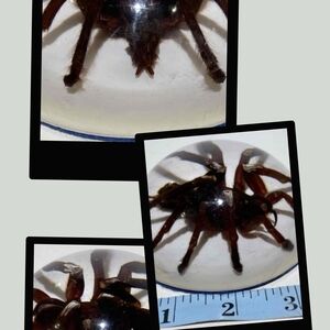 Unique Spider Paperweight